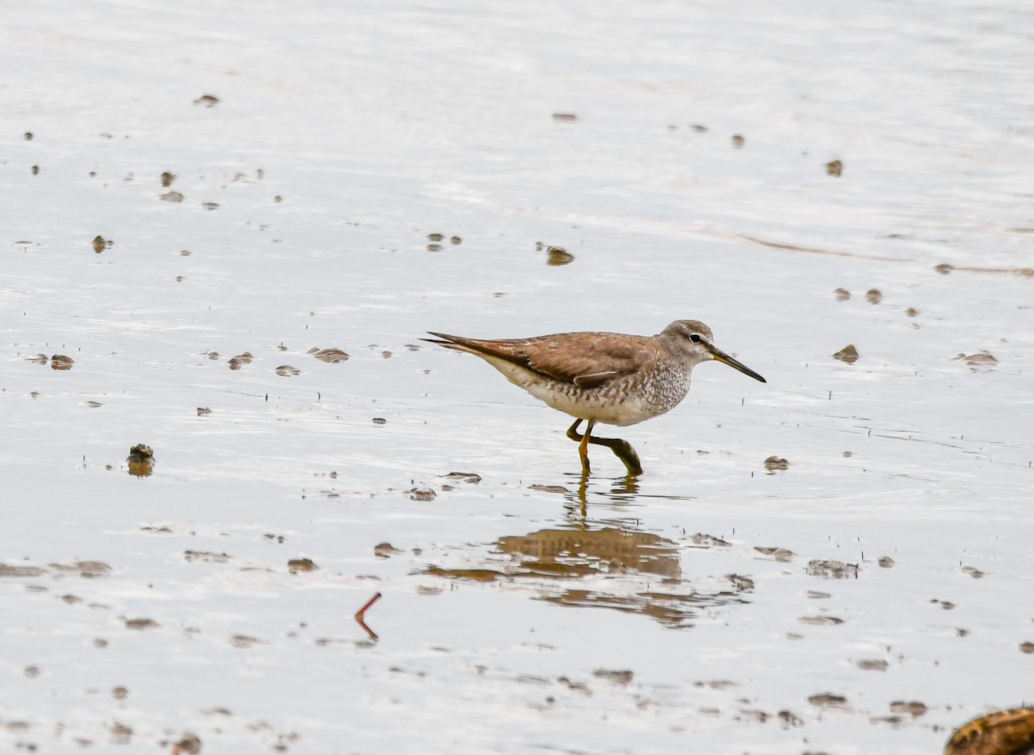 Grey-tailed Tattler