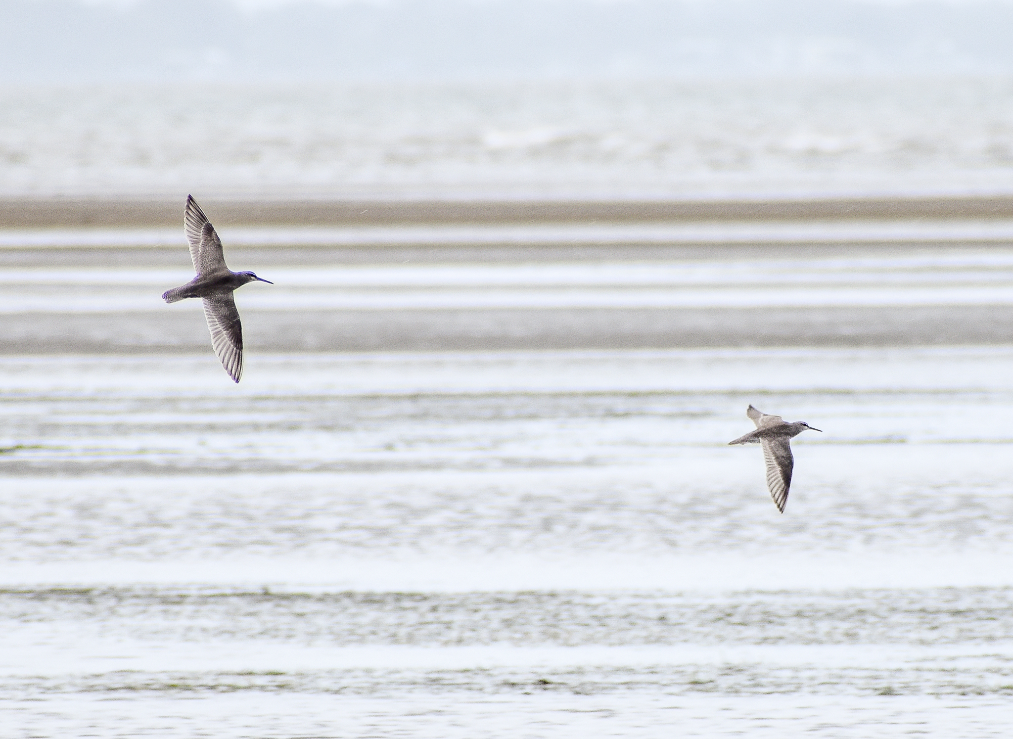 Grey-tailed Tattlers (Tringa brevipes)