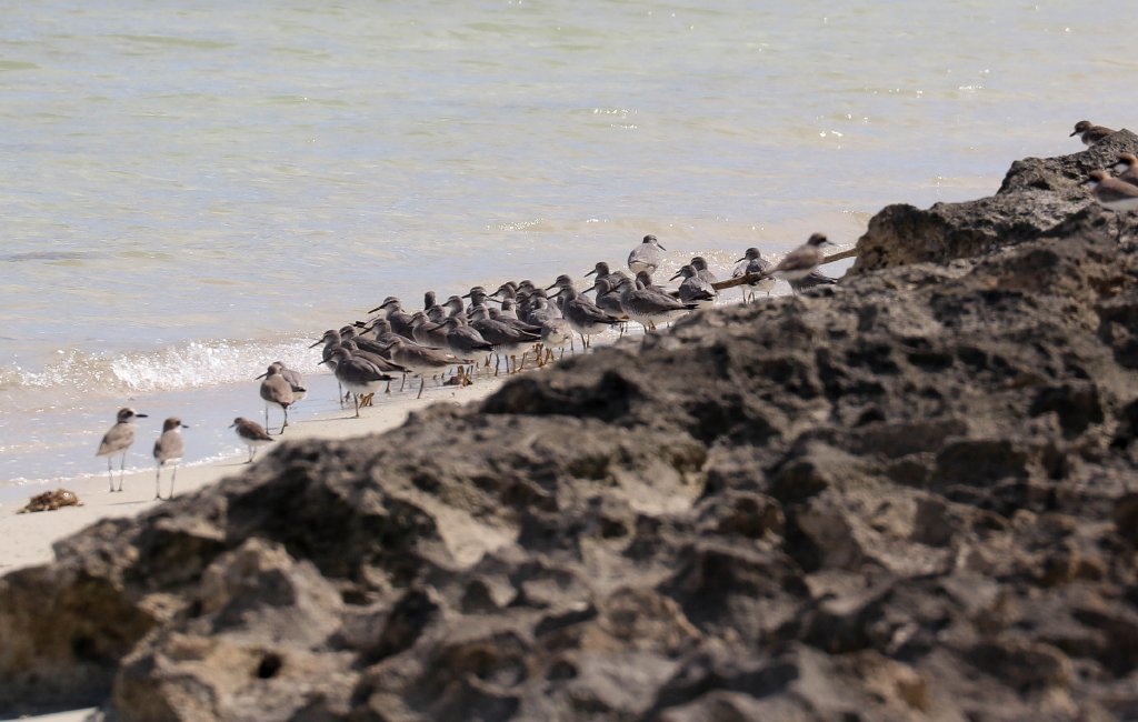 Grey-tailed Tattlers
