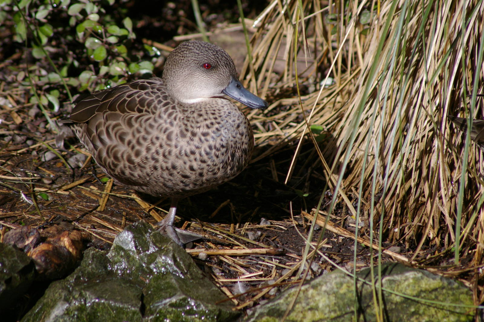 grey teal (Anas gracilis)