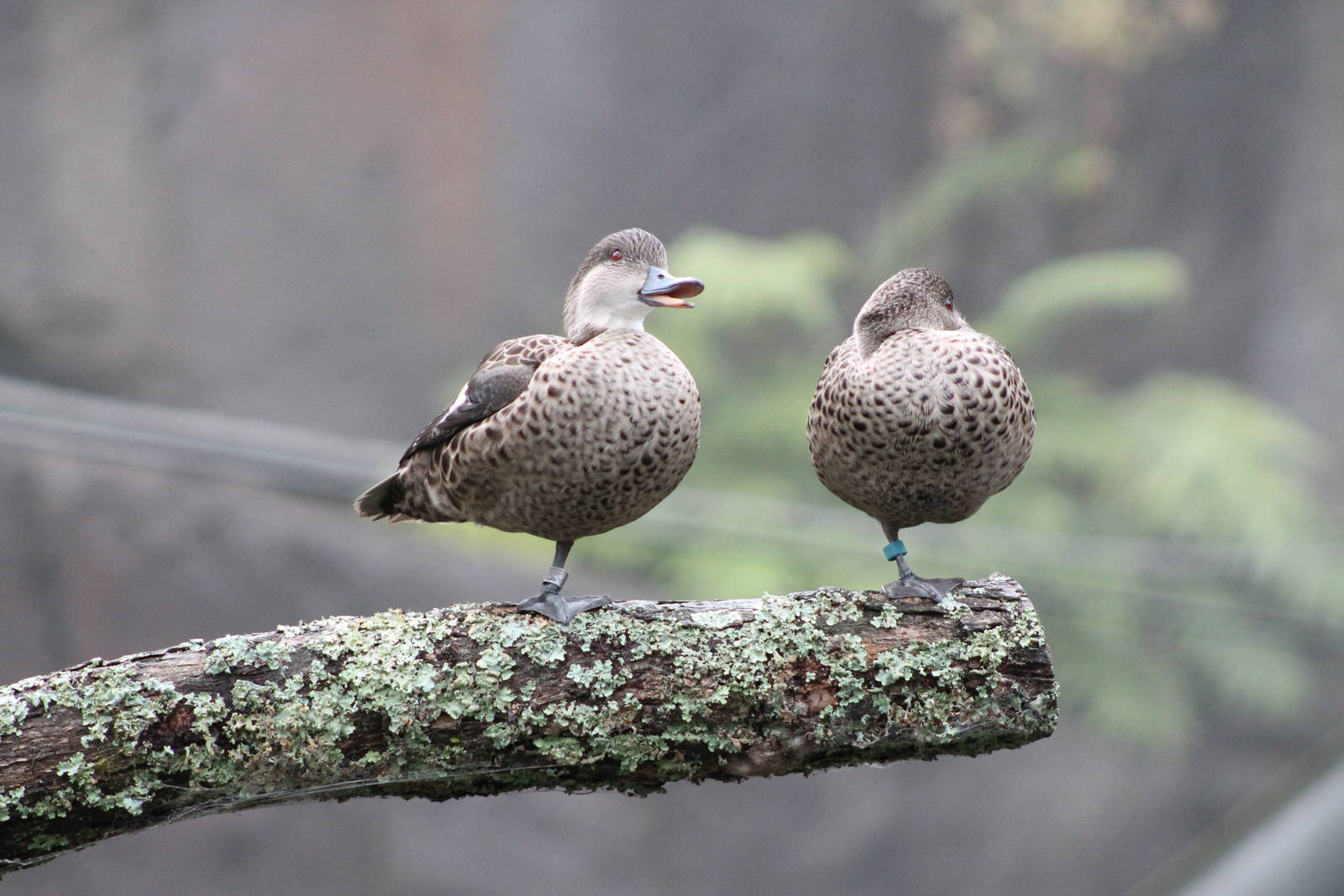 grey teal (Anas gracilis)