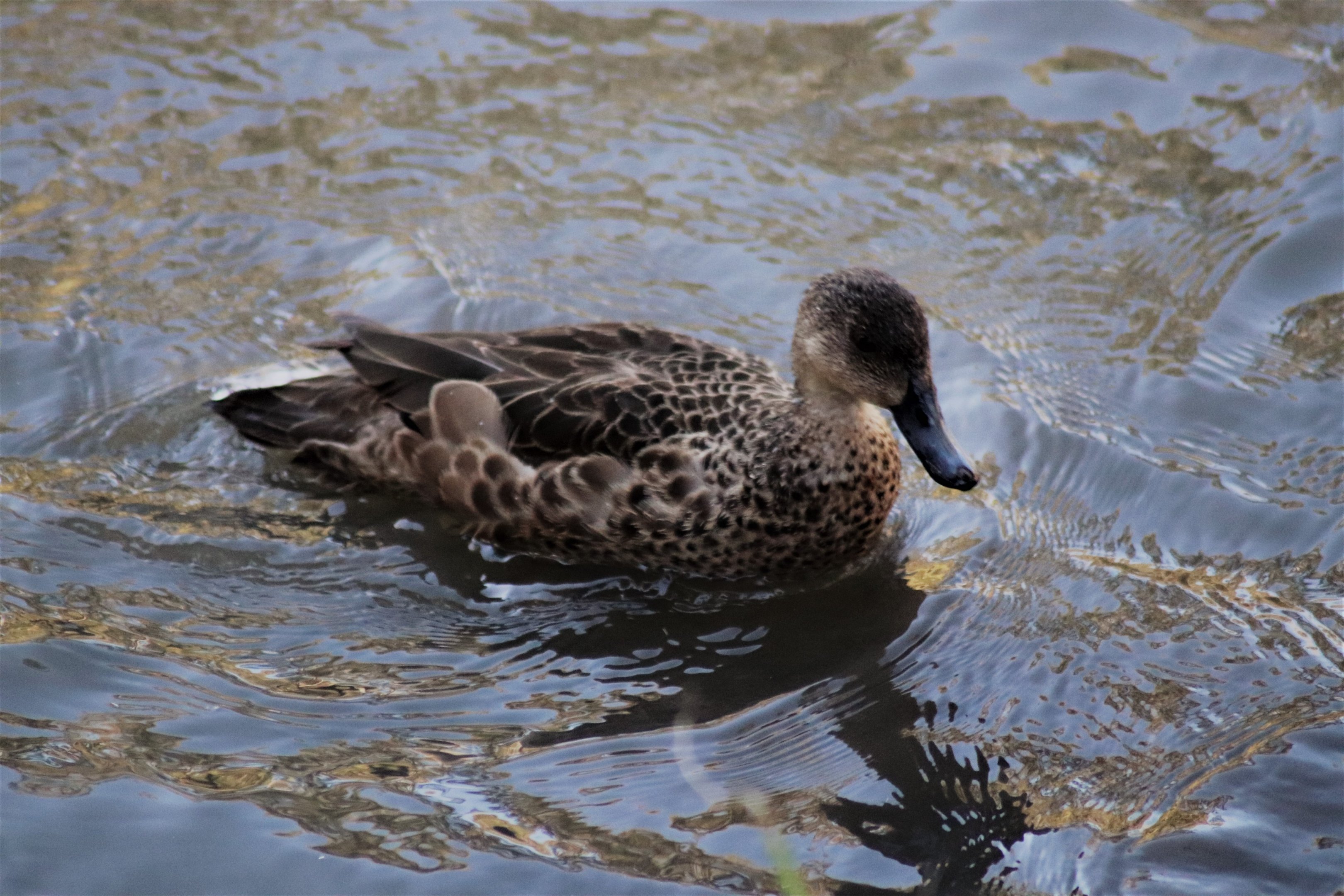 Grey Teal (Anas gracilis)