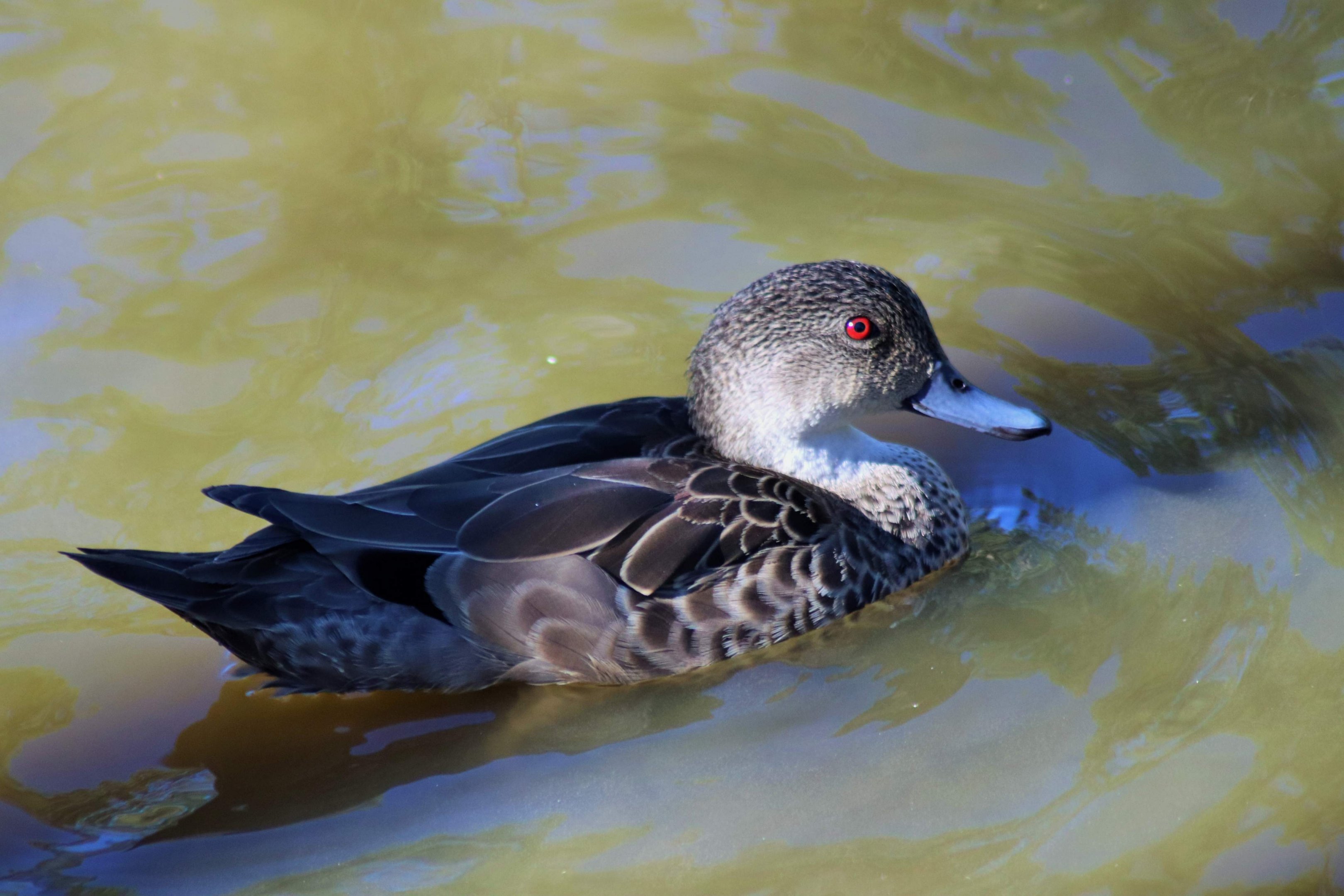 Grey Teal (Anas gracilis)