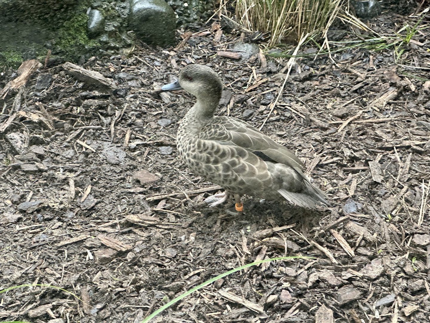 Grey teal (Anas gracilis)