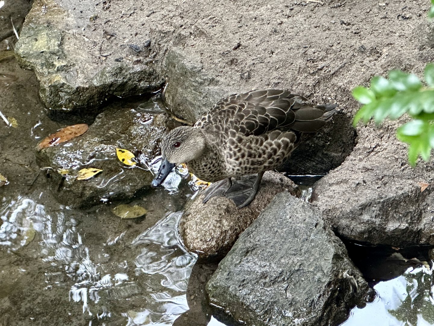 Grey teal (Anas gracilis)