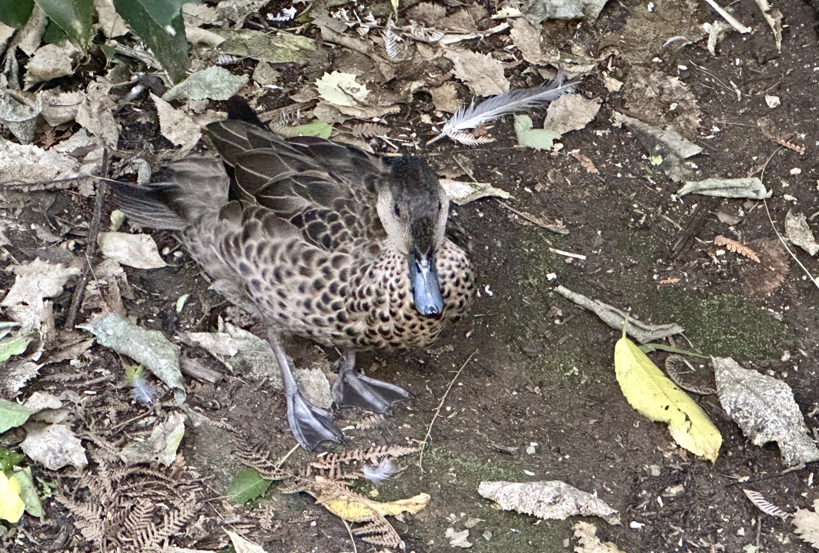 Grey teal (Anas gracilis)