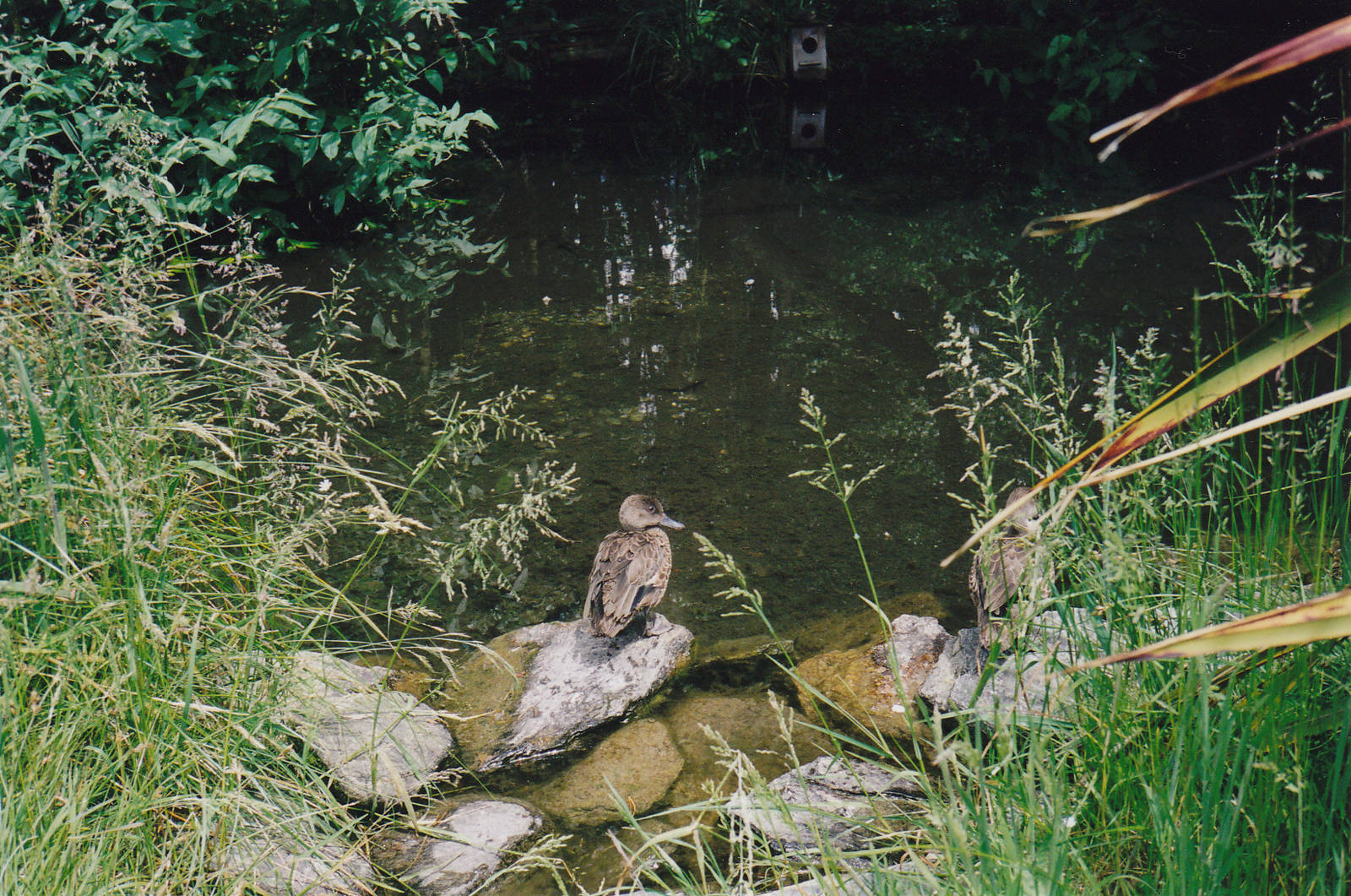 grey teal (Anas gracilis)