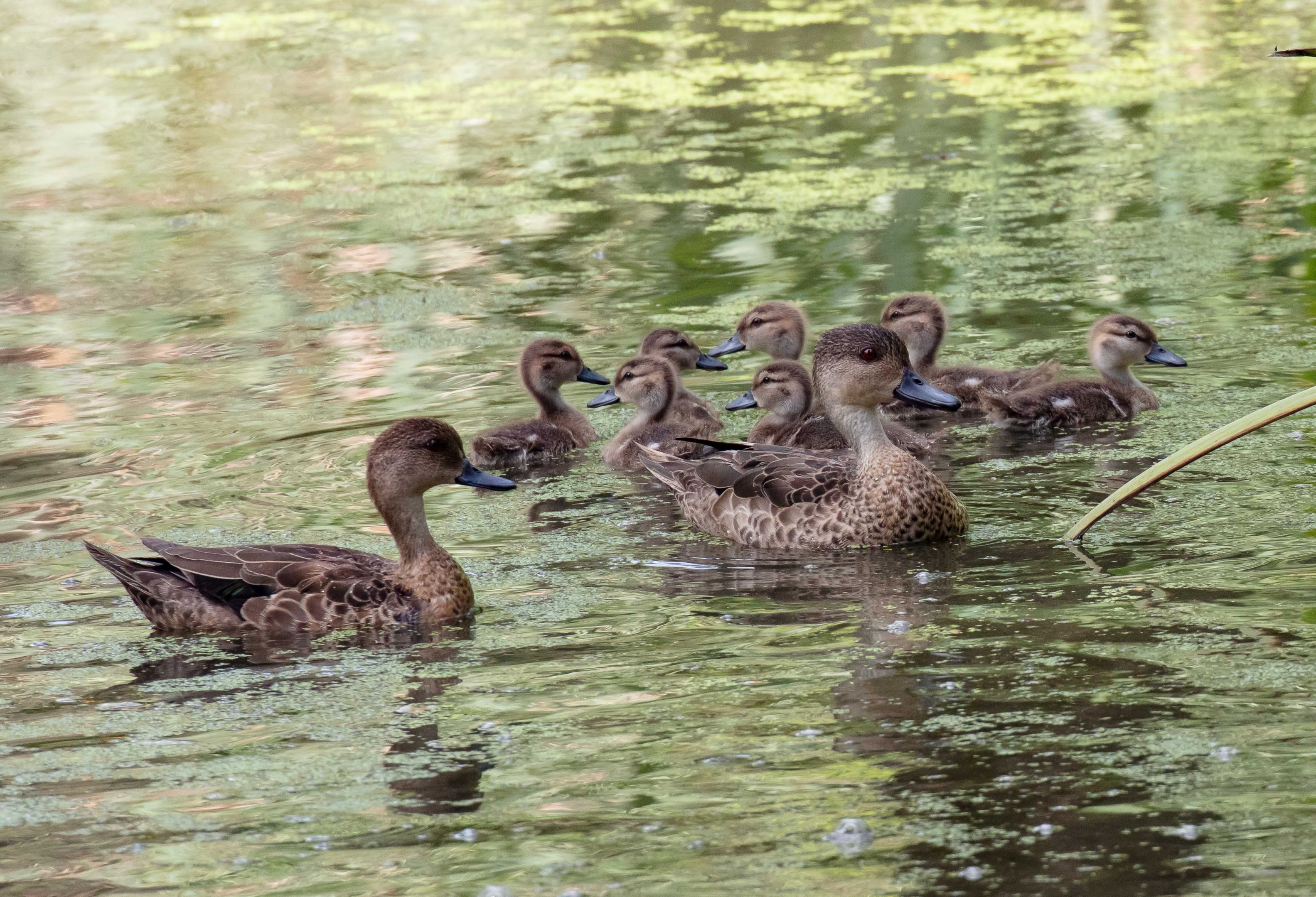Grey Teal Family