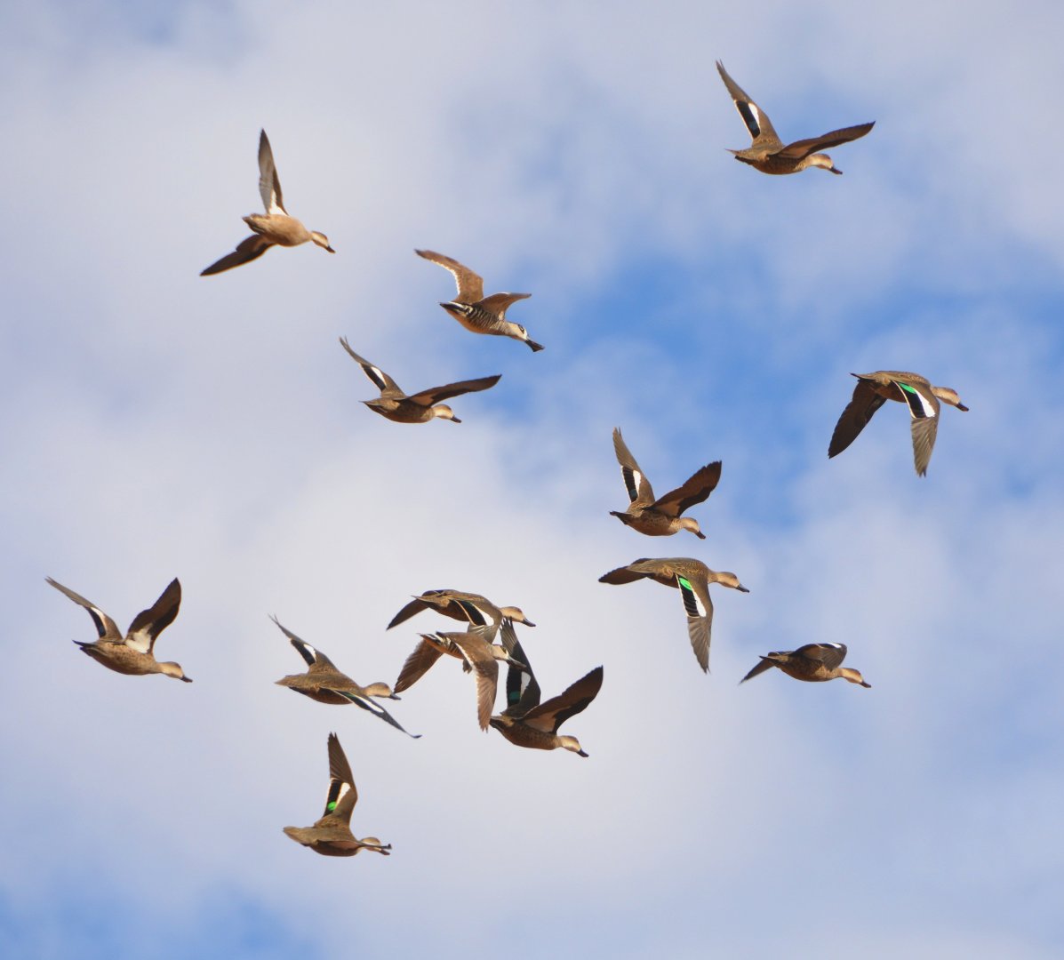 Grey teal,Pacific black & pink-eared ducks