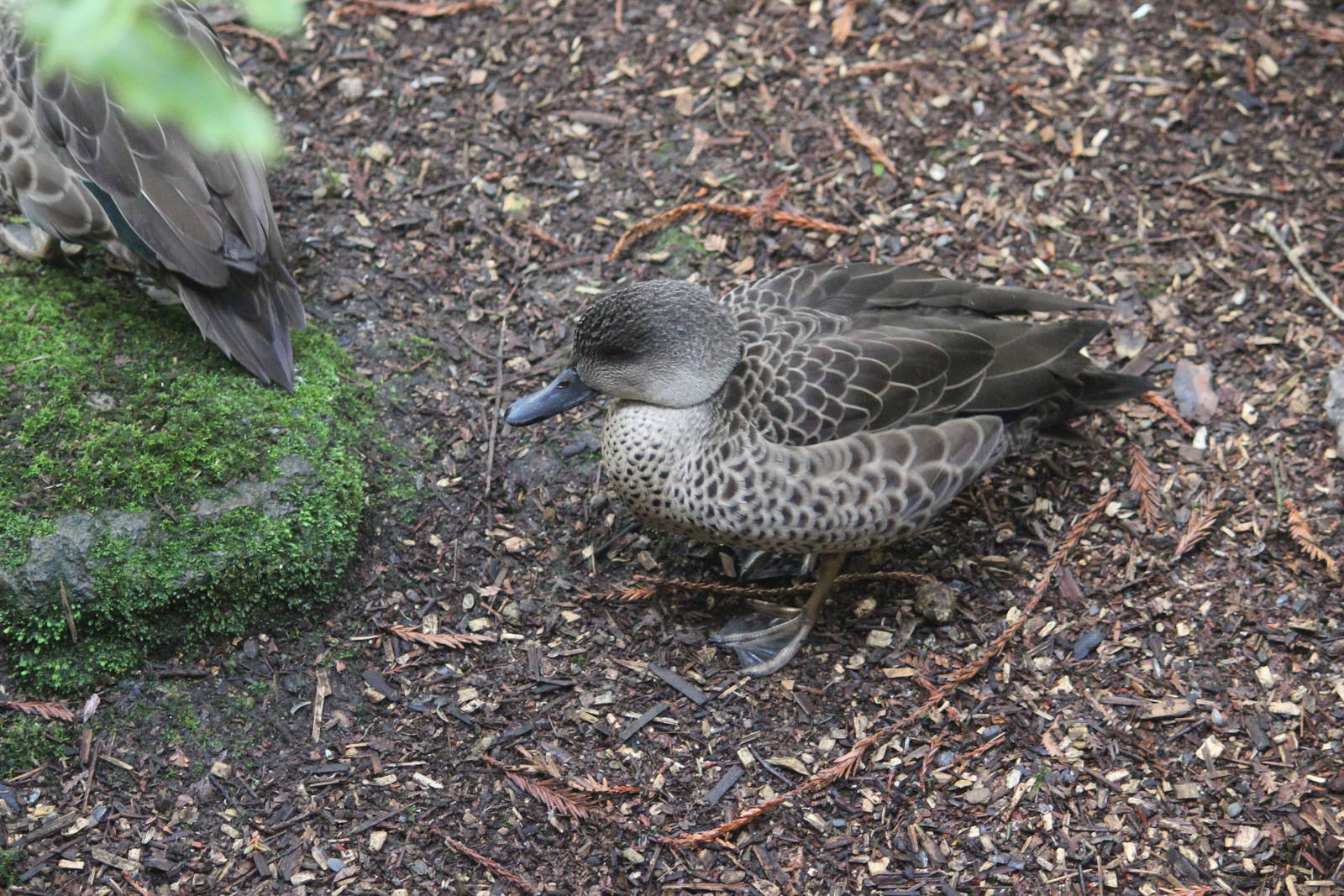 Grey Teal, Rainbow Springs