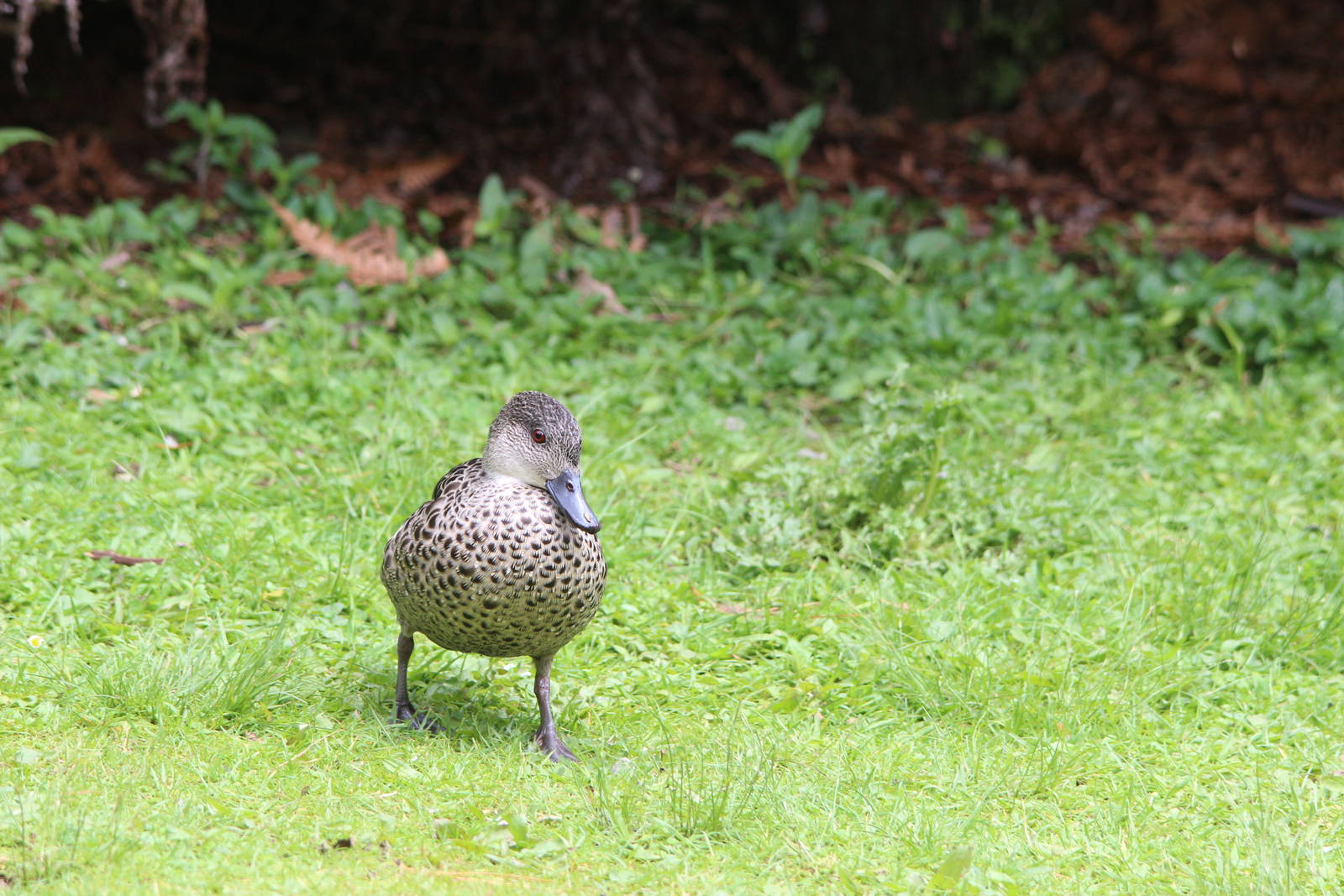 Grey Teal, Staglands