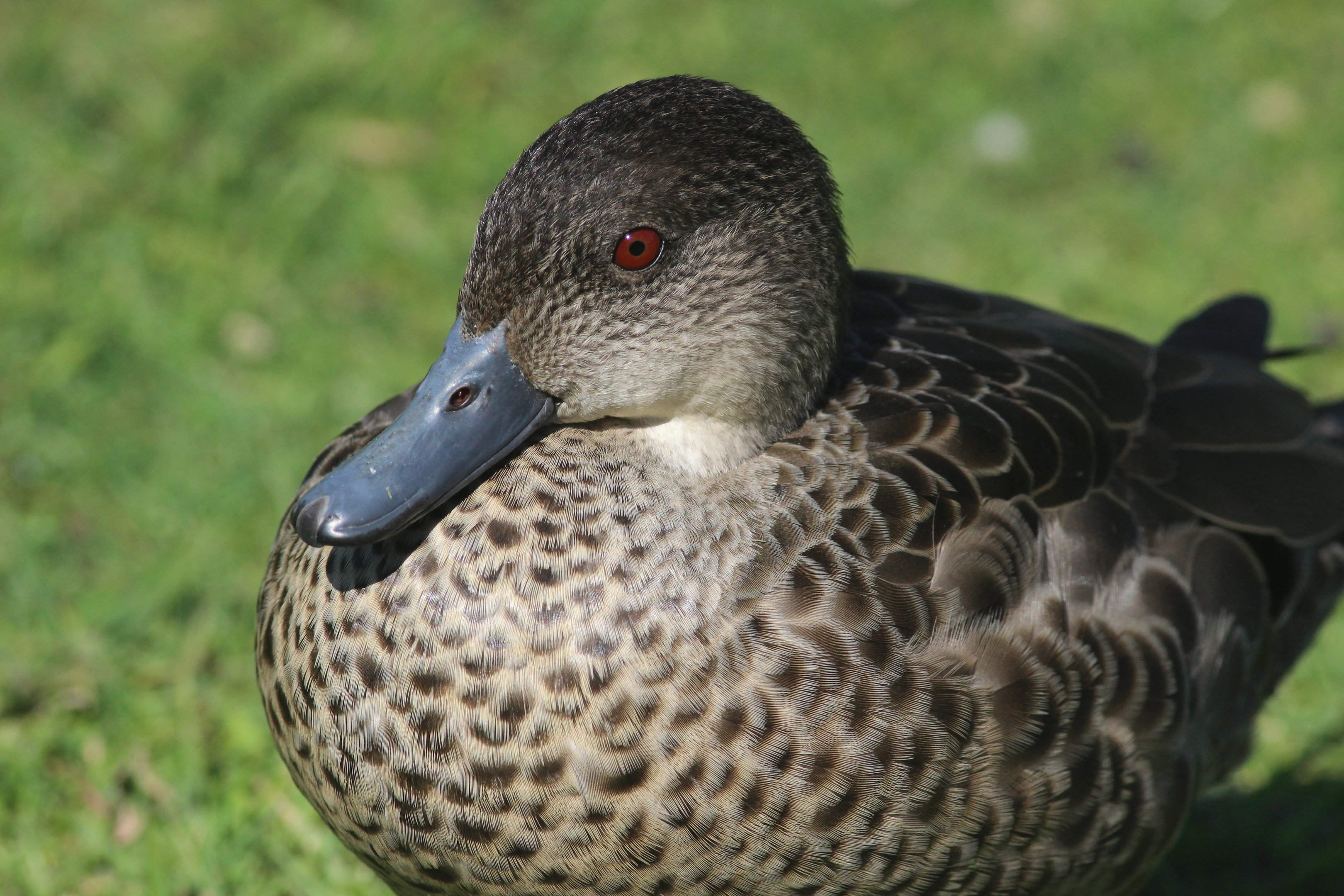 Grey Teal (wild)