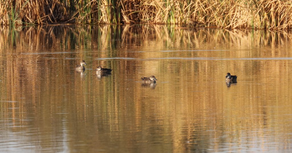 Grey Teal