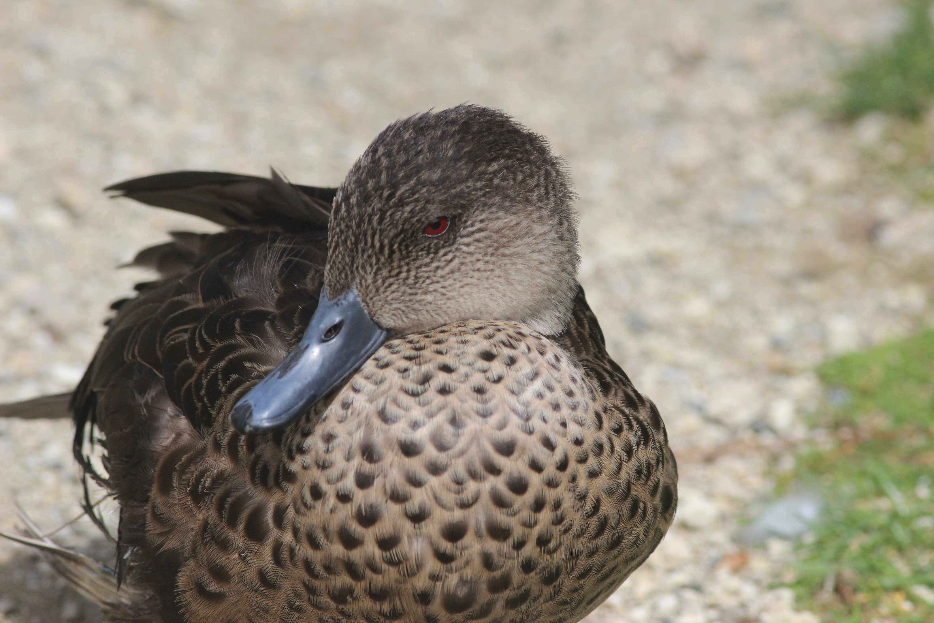Grey Teal