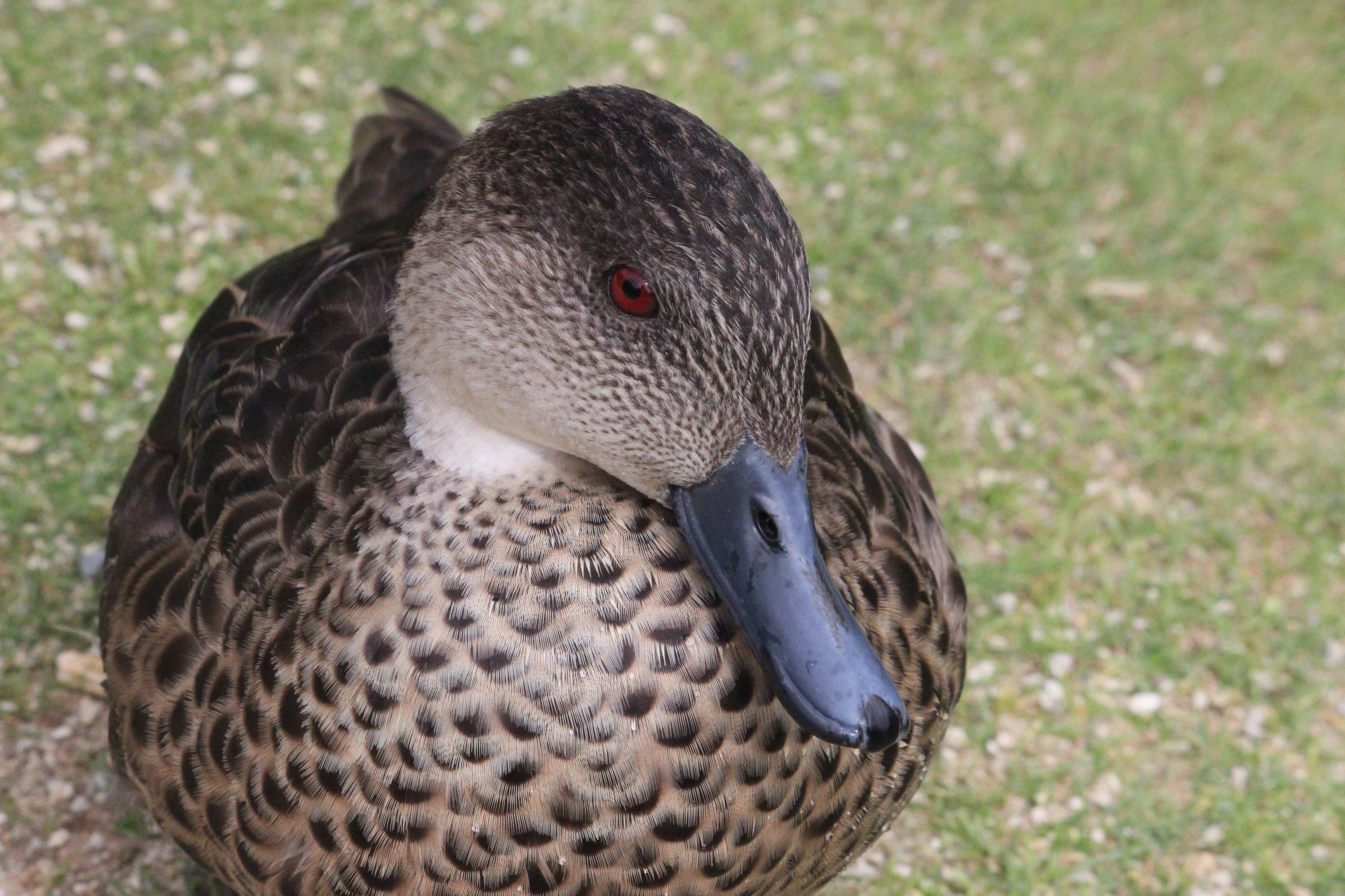 Grey Teal