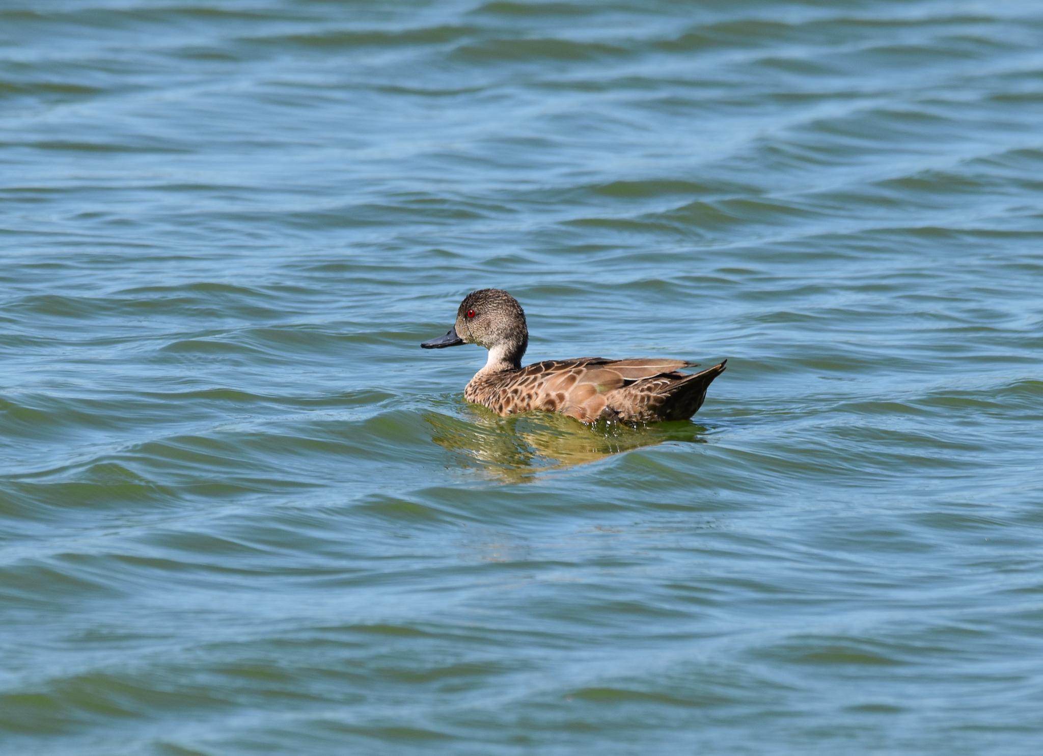 Grey Teal