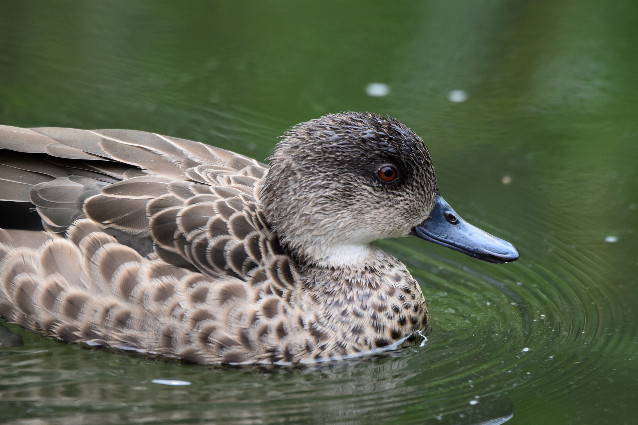 Grey Teal