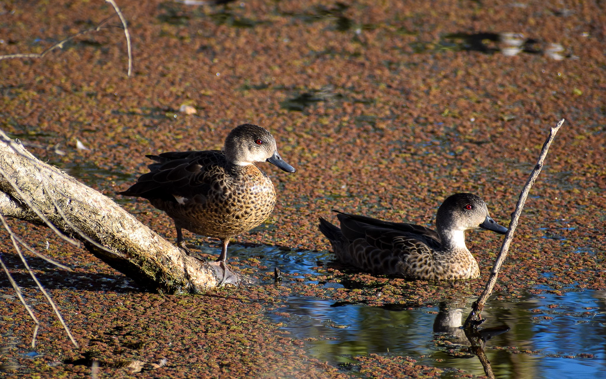 Grey Teals
