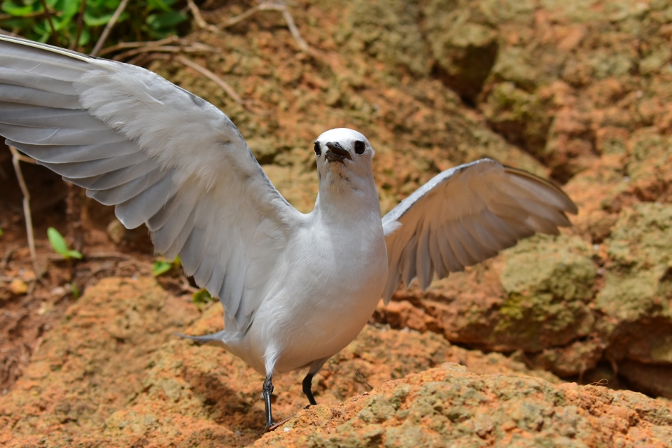 Grey Ternlet, Procelsterna albivitta