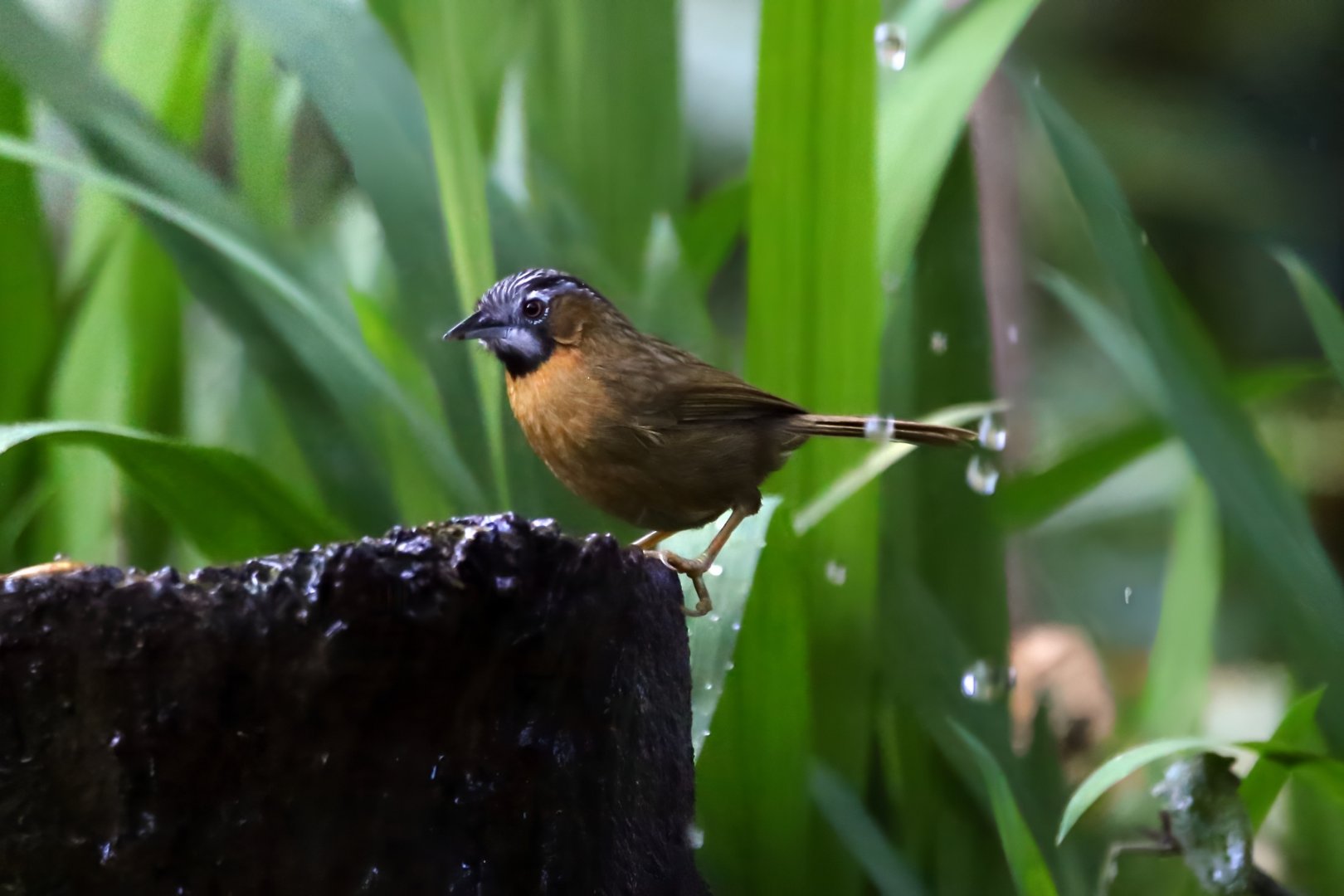Grey-throated Babbler (Stachyris nigriceps)