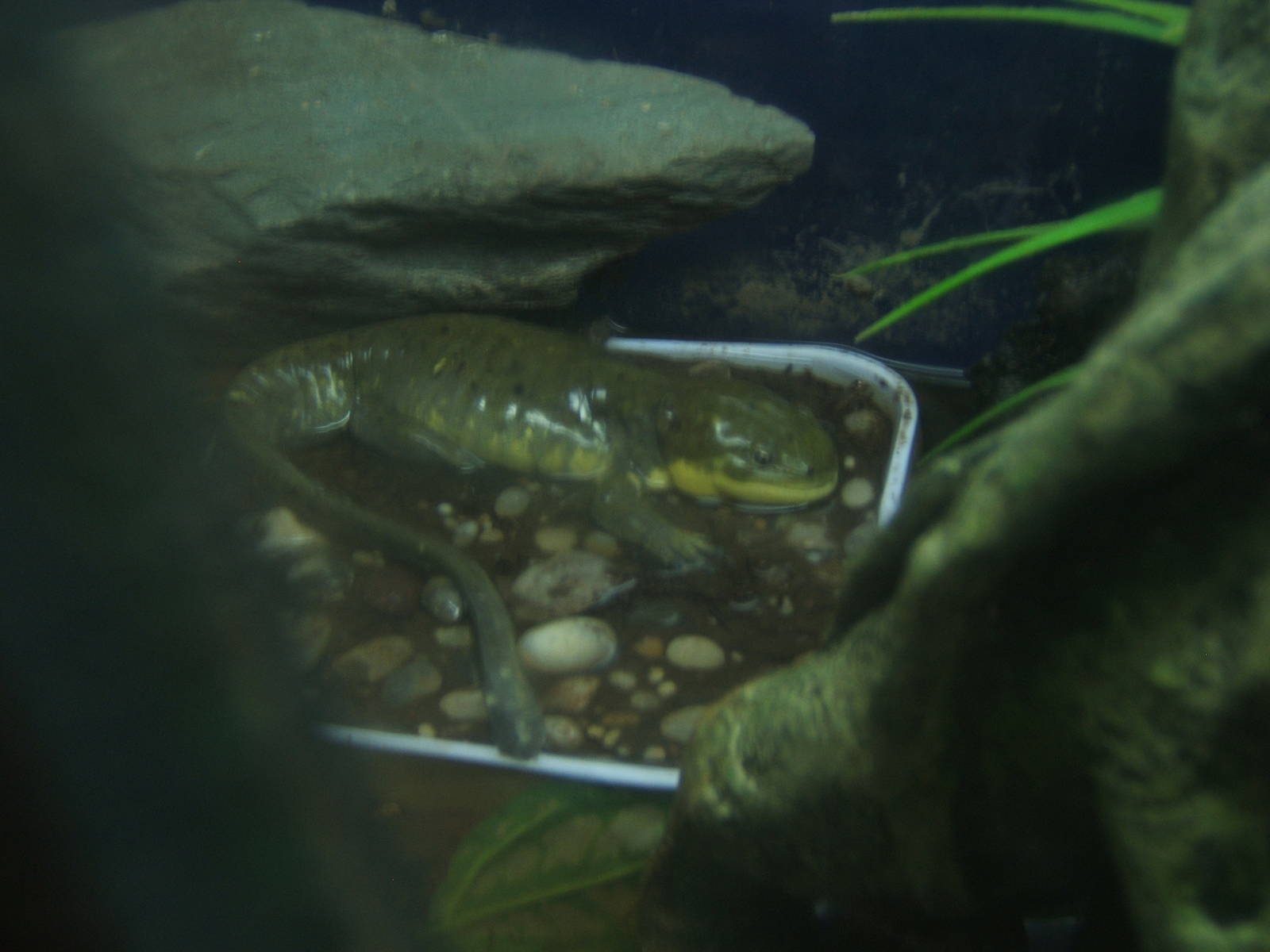 Grey Tiger Salamander