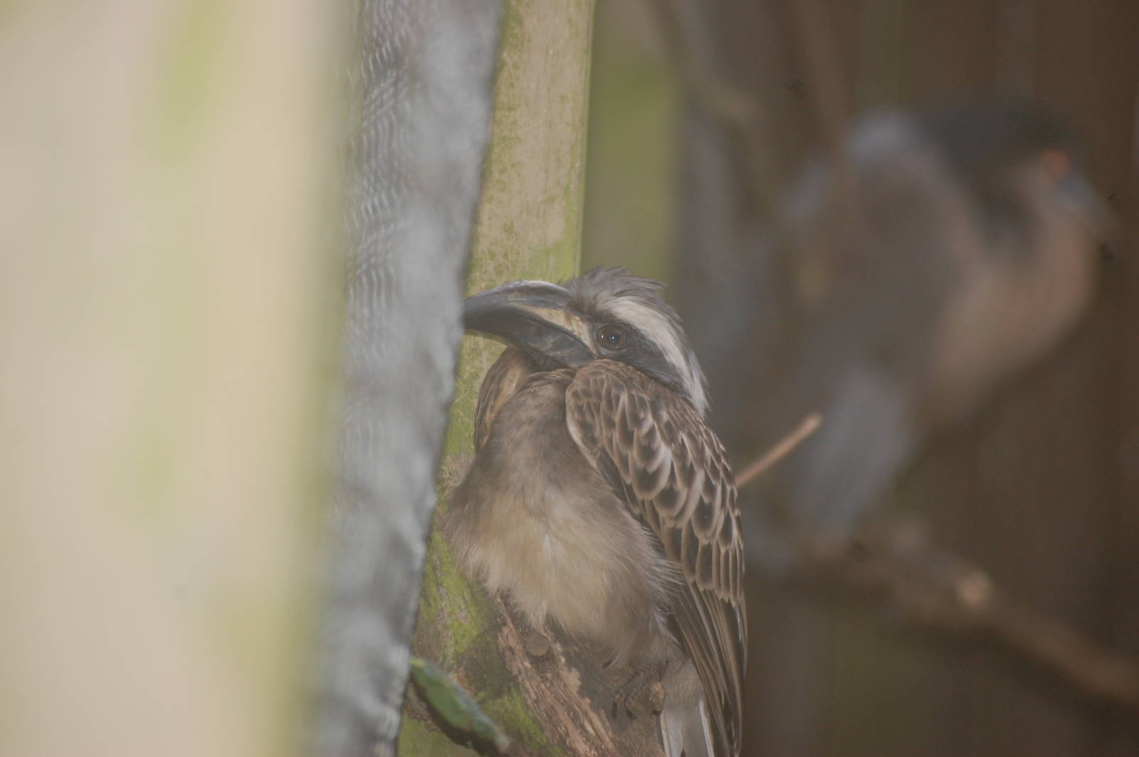 Grey Tockus Hornbill