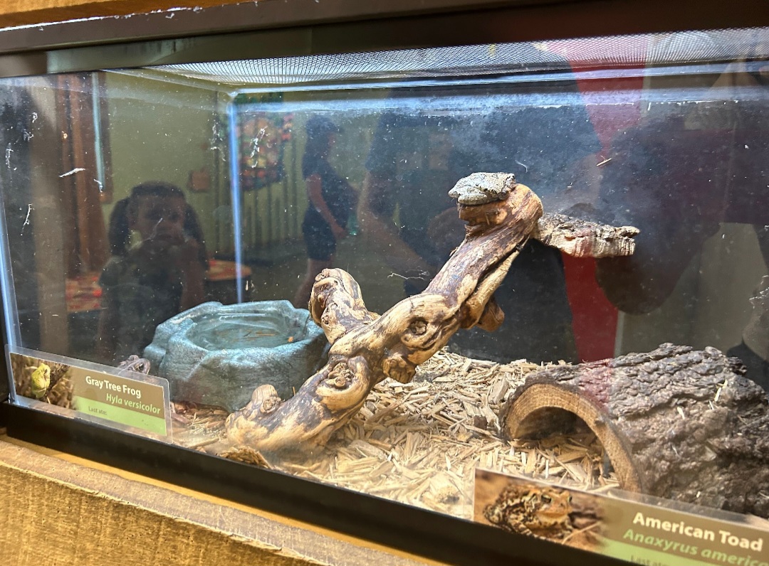 Grey Tree Frog/American Toad (Outdoor Discovery Center, Holland, MI, 8/8/25)