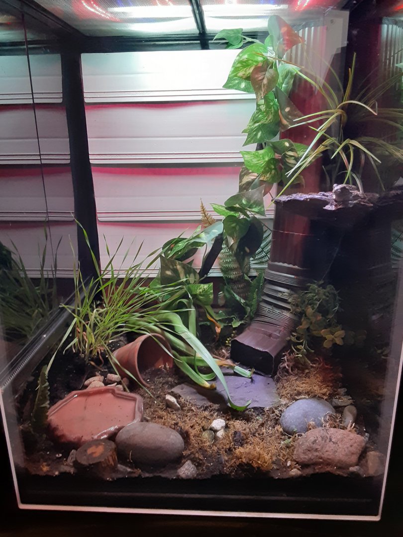 Grey Tree Frog Exhibit