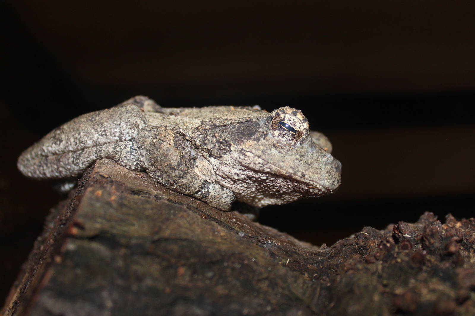 Grey tree frog; Hemsley Conservation Centre