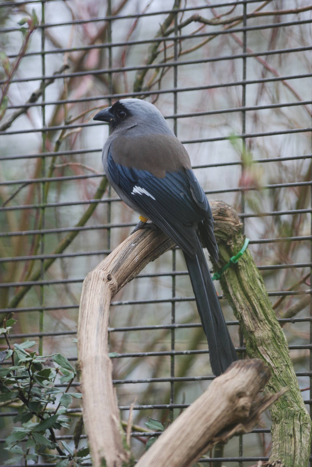 Grey Treepie at Birdland, 05/03/11