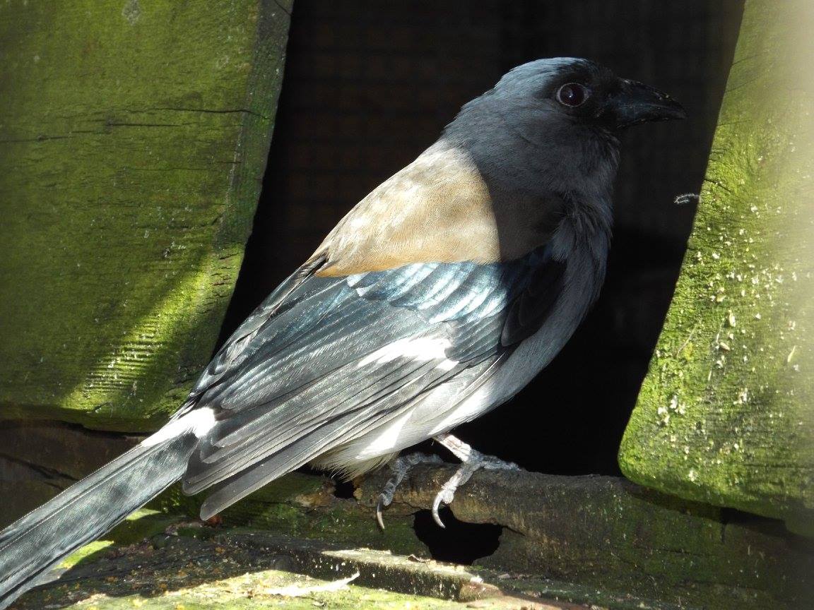 Grey Treepie (Dendrocitta formosae) at Birdland - July 2013
