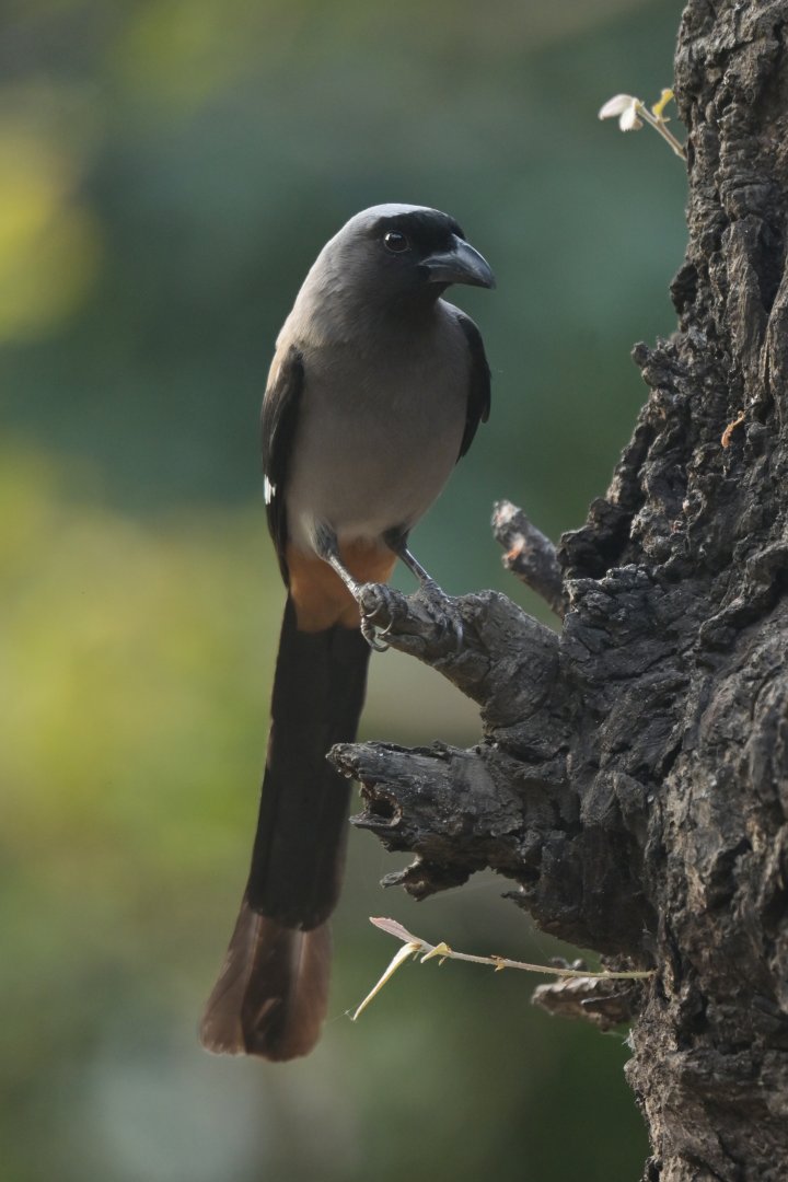 Grey treepie Dendrocitta formosae