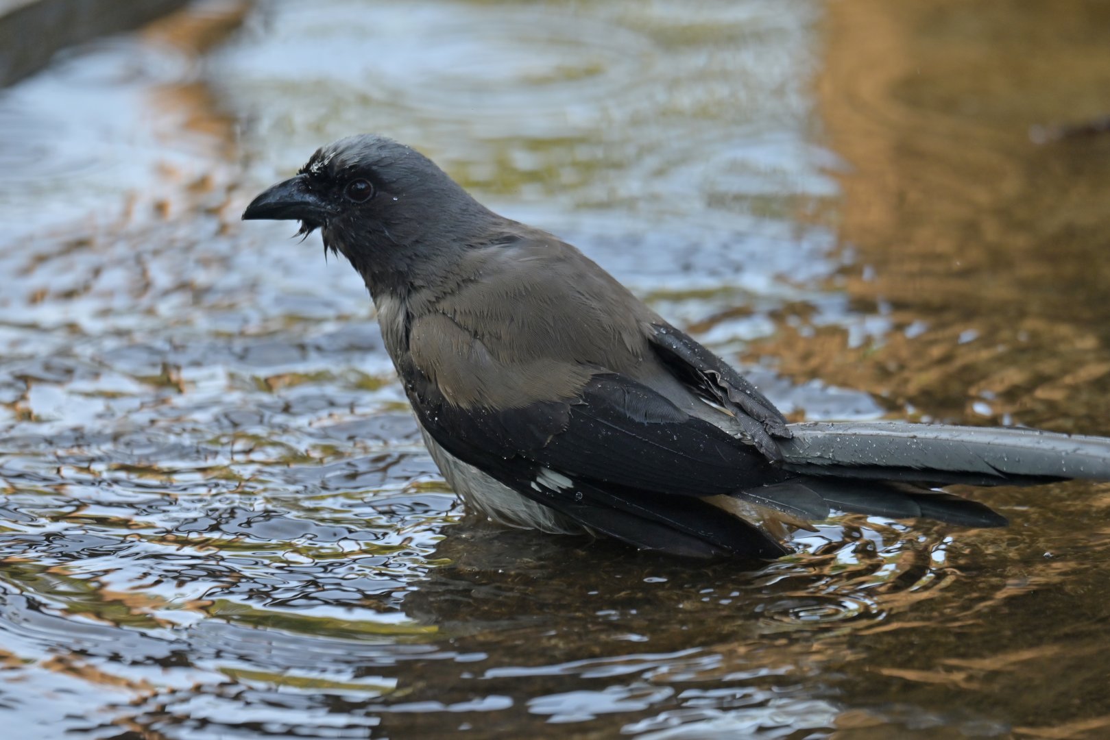 Grey treepie Dendrocitta formosae