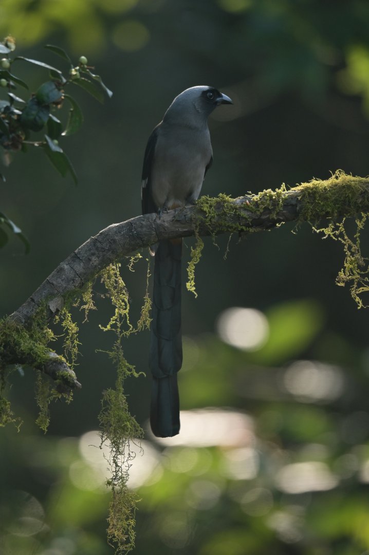 Grey treepie Dendrocitta formosae