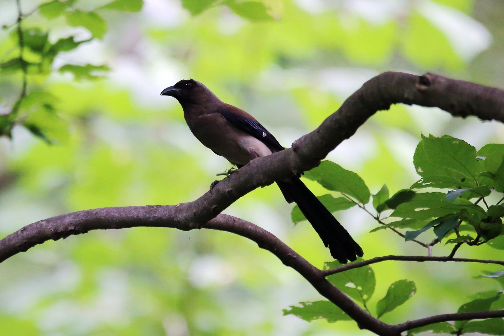 Grey Treepie (Dendrocitta formosae)