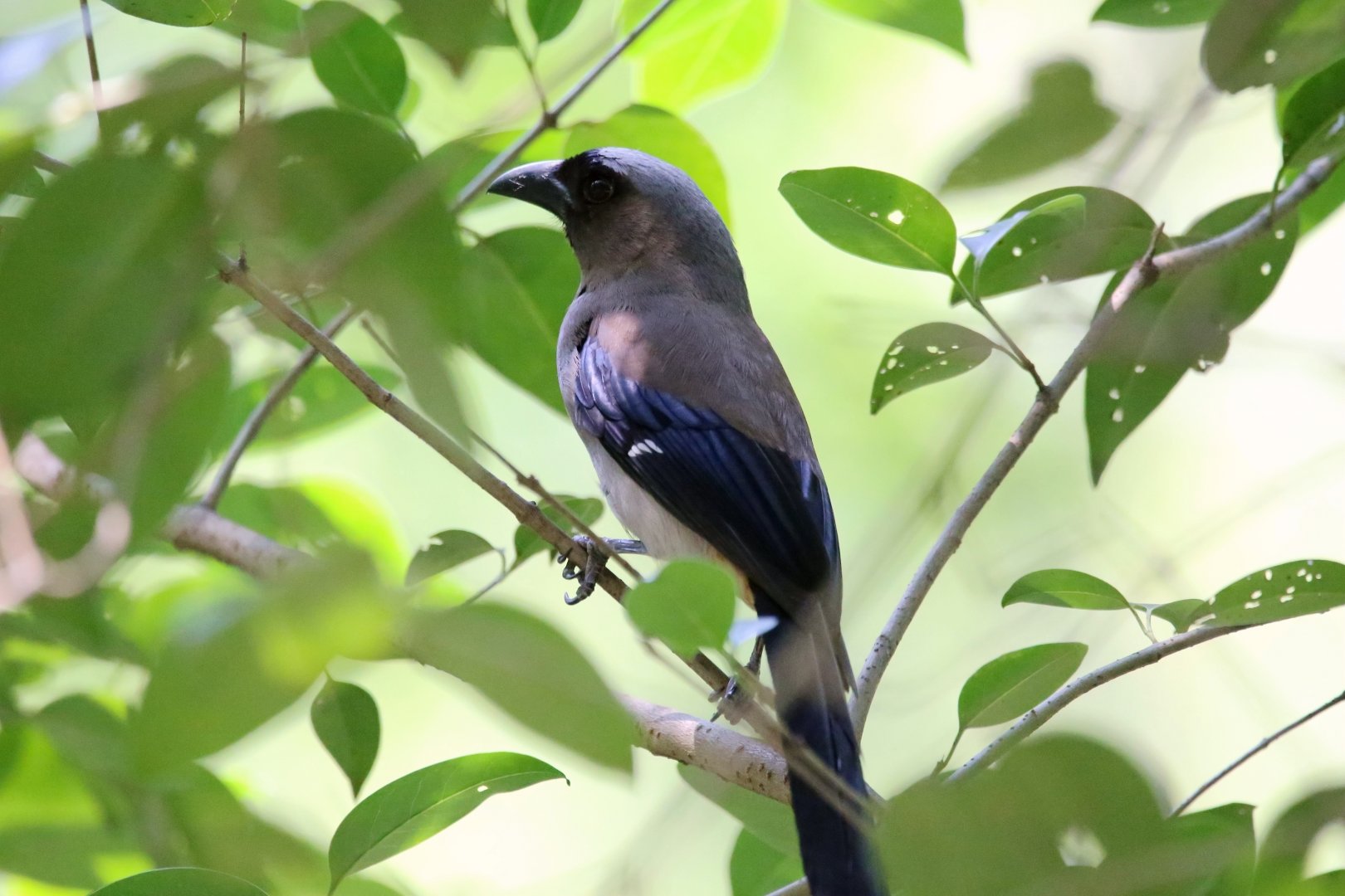 Grey Treepie (Dendrocitta formosae)
