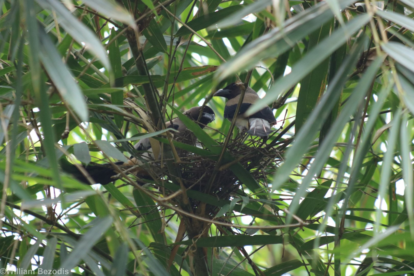 Grey Treepie Pair on Nest - Kaeng Krachan National Park