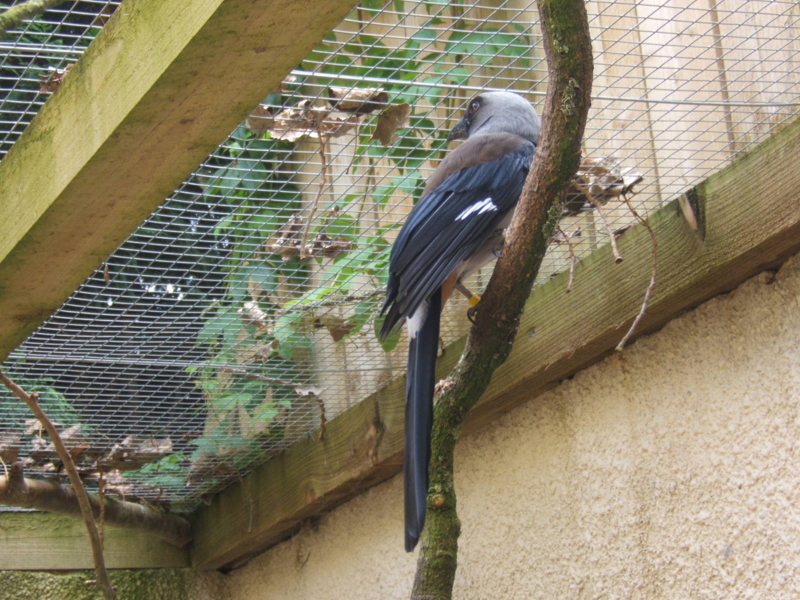Grey Treepie
