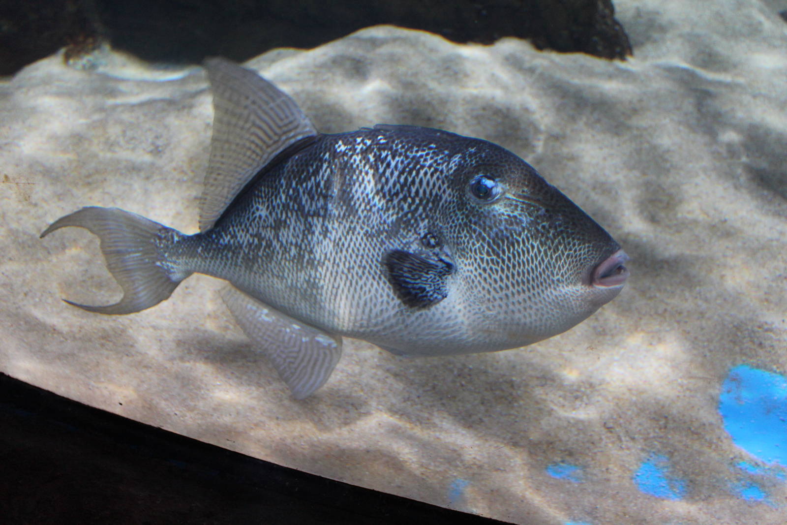 Grey Triggerfish - Malta National Aquarium