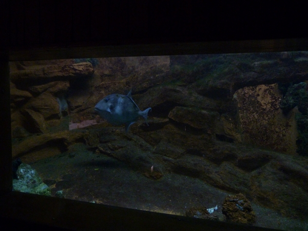 Grey Triggerfish tank