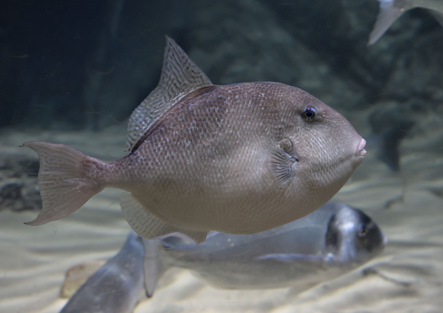 Grey triggerfish