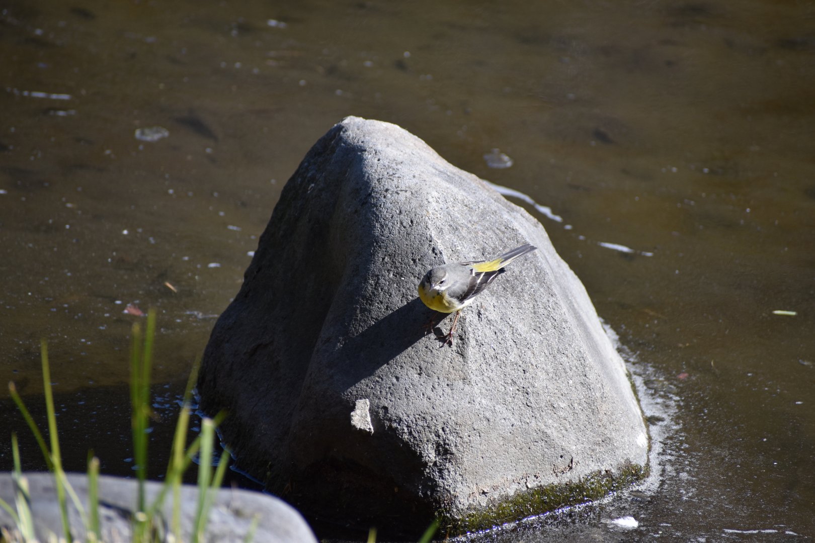 Grey Wagtail ~ Imperial Palace