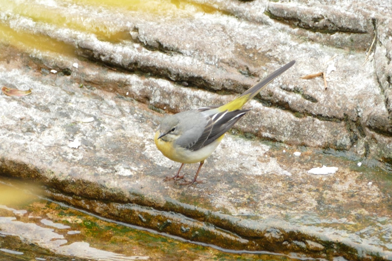 Grey Wagtail in the penguin enclosure, April 2022