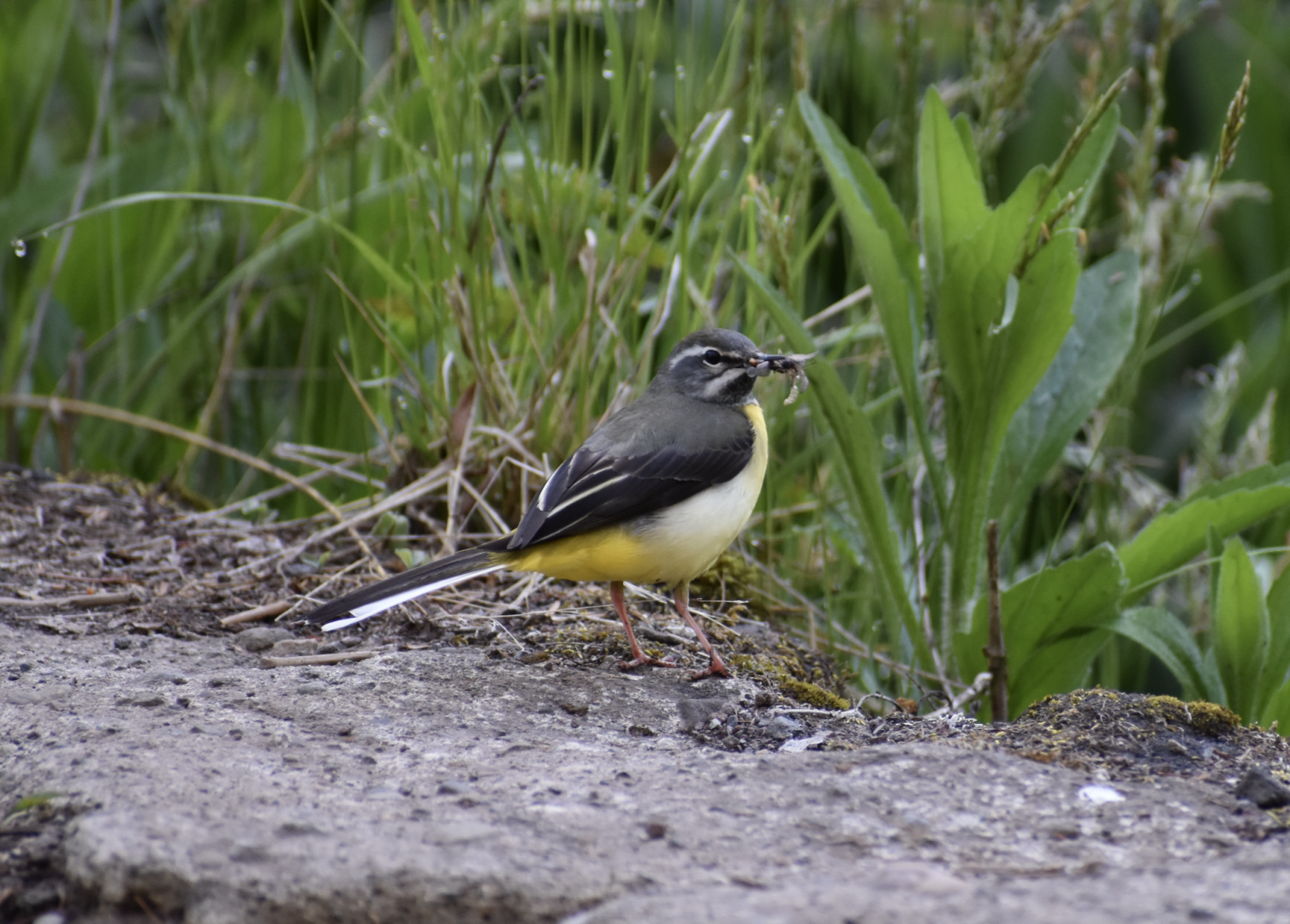 Grey Wagtail ~ Karuizawa