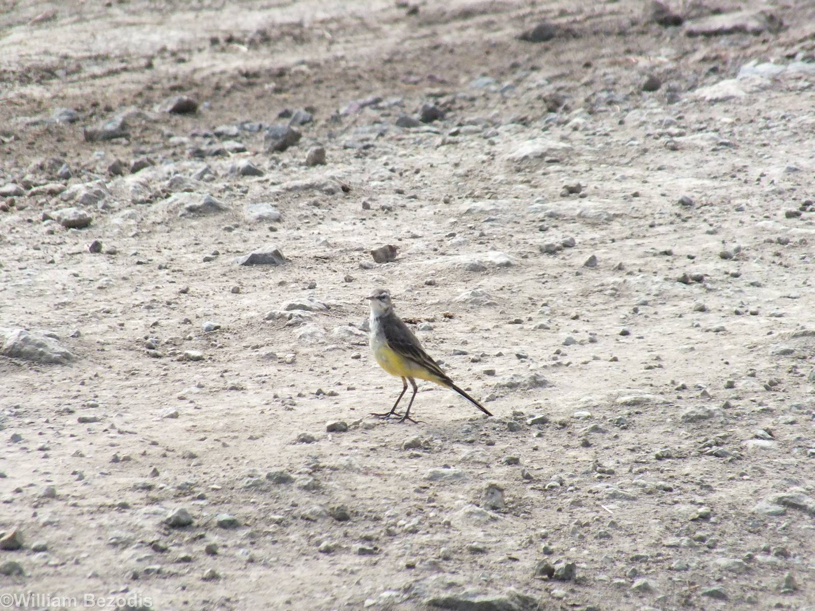 Grey Wagtail - Lake Nakuru