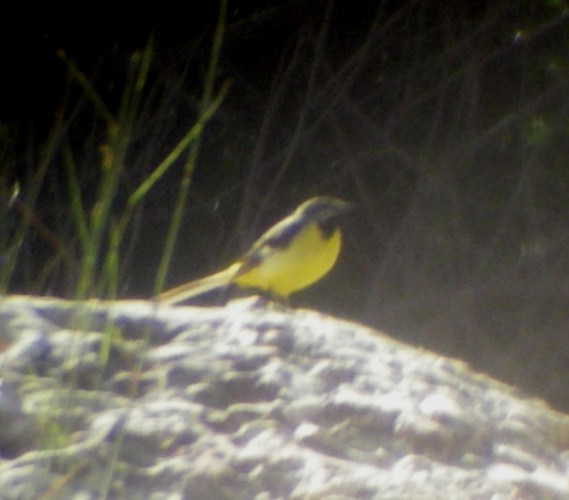 Grey Wagtail (Motacilla cinerea)