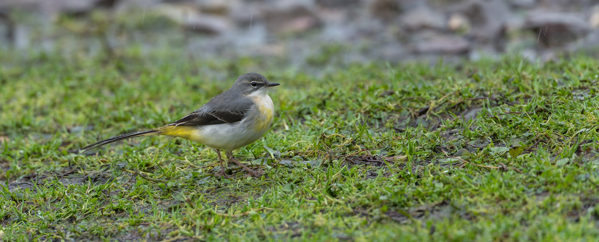 Grey Wagtail (wild), UK