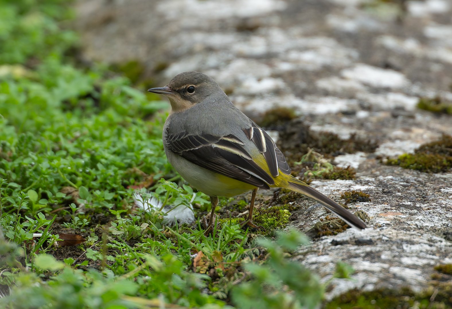 Grey Wagtail, wild, UK