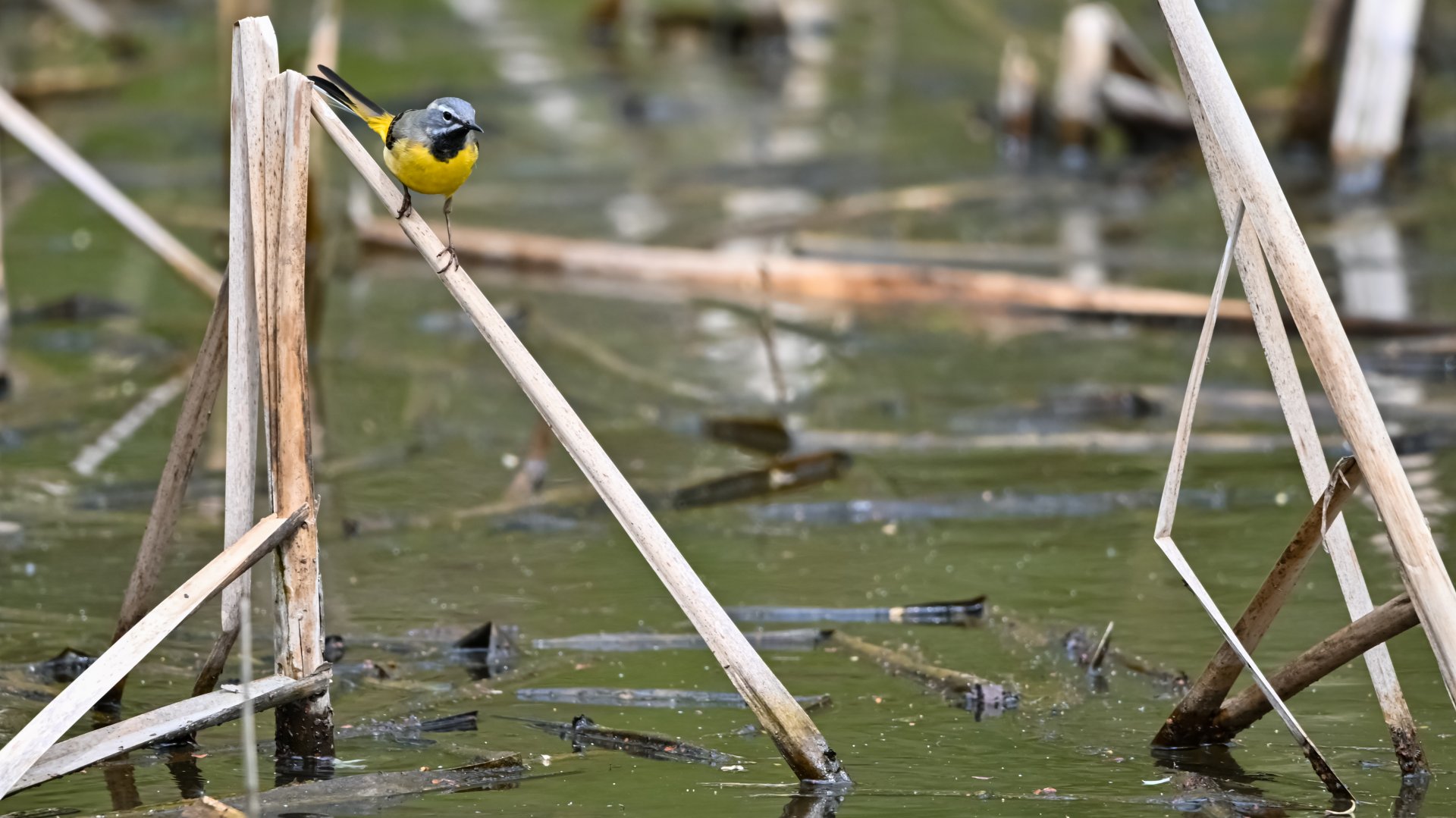 Grey wagtail (wild)