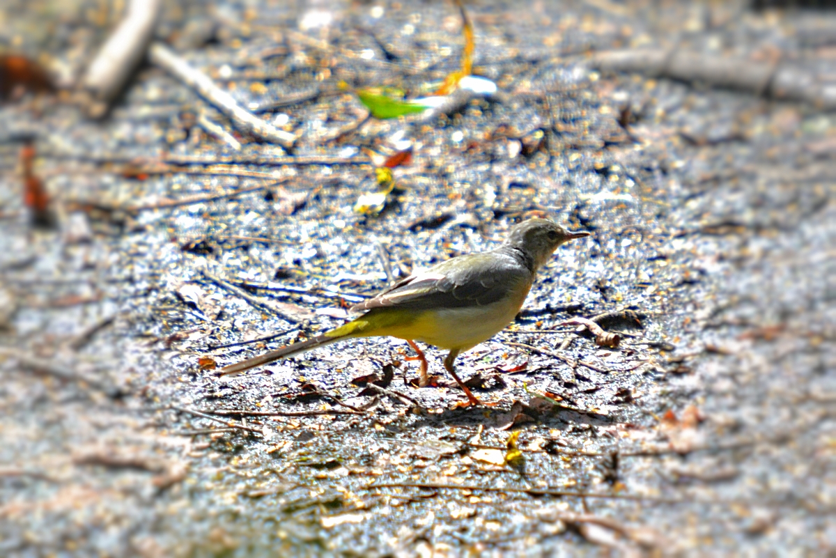 GREY WAGTAIL